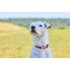 Non-Stop Dogwear Collar Tumble XS Hundehalsbnd Orange