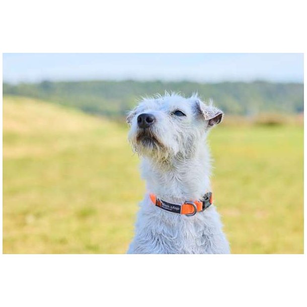 Non-Stop Dogwear Collar Tumble XS Hundehalsbnd Orange