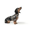 Hunter HB London VB Halsbnd str. S Brun 1,5cm