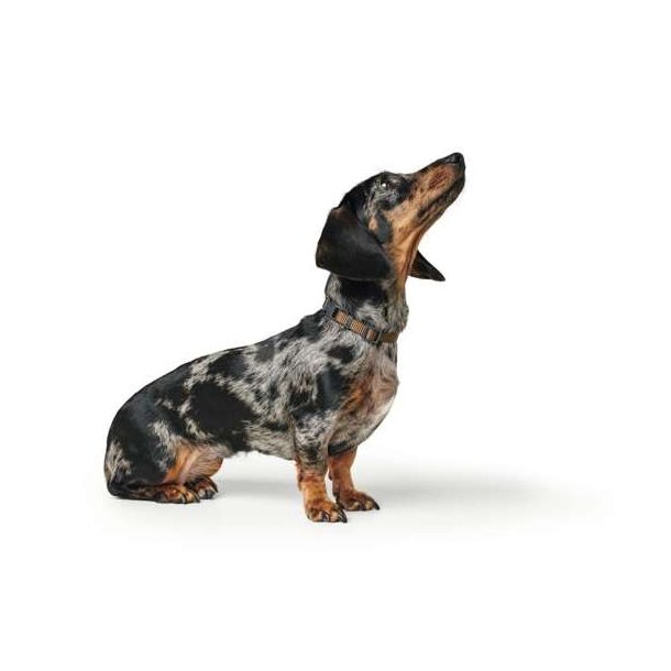 Hunter HB London VB Halsbnd str. S Brun 1,5cm