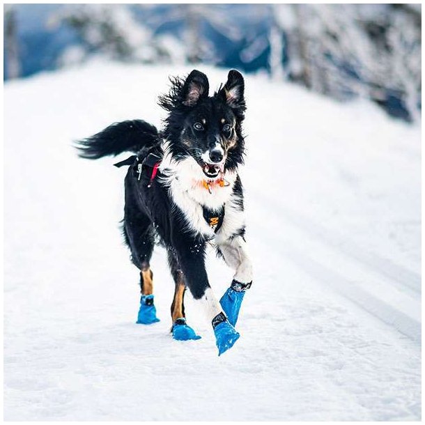 Dogwear Long Distance Bootie Hundesko XS Blue