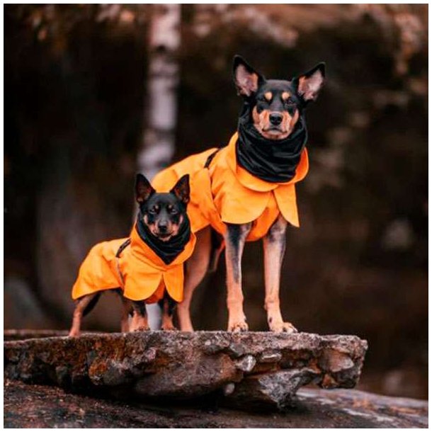 Paikka Recovery Regnfrakke Til Hund Orange, 35