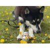MEAT &amp; TREAT Hest Godbidsplse 200g